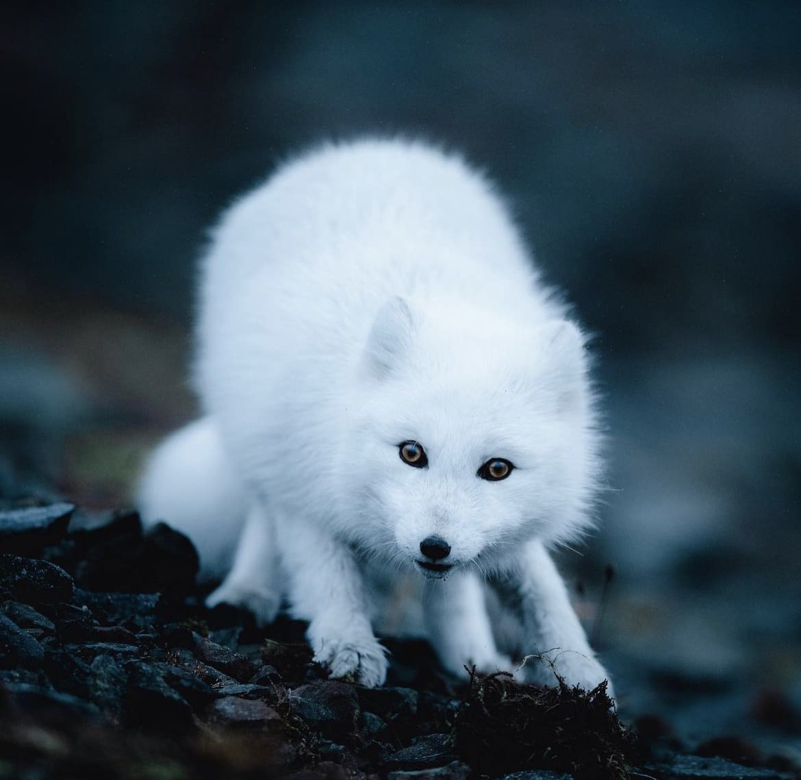 Fox in Svalbard