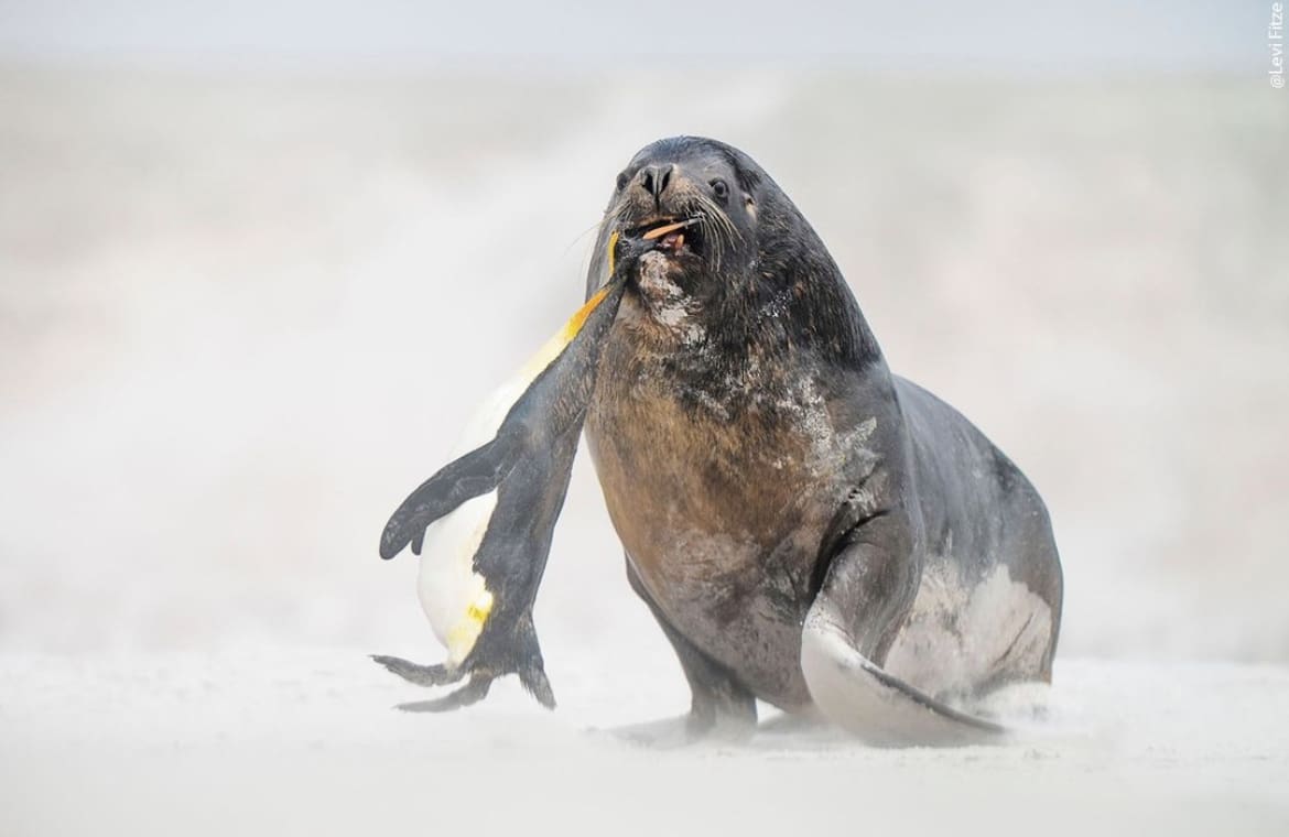 Sea lion eating penguin