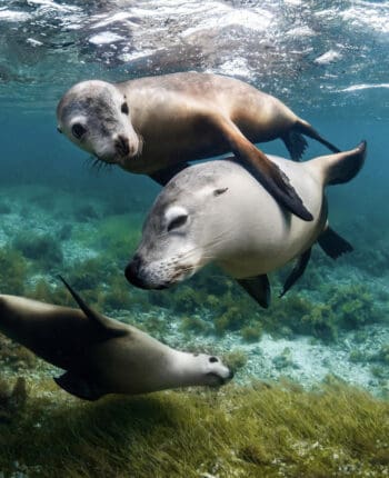 Get To Know The Sea Lion - Facts, Myths and Photos | Wildest