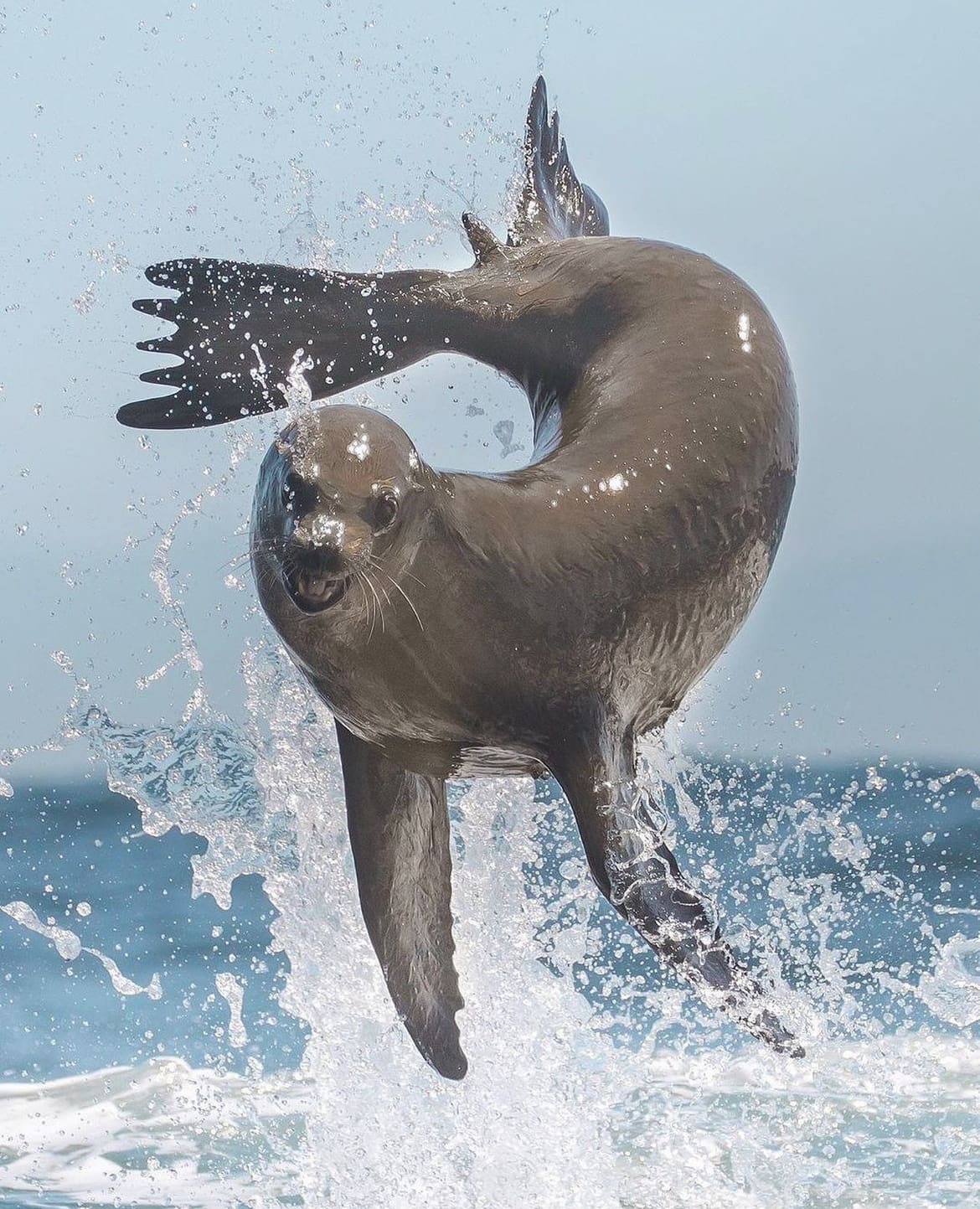 Sea lion jumping out the water