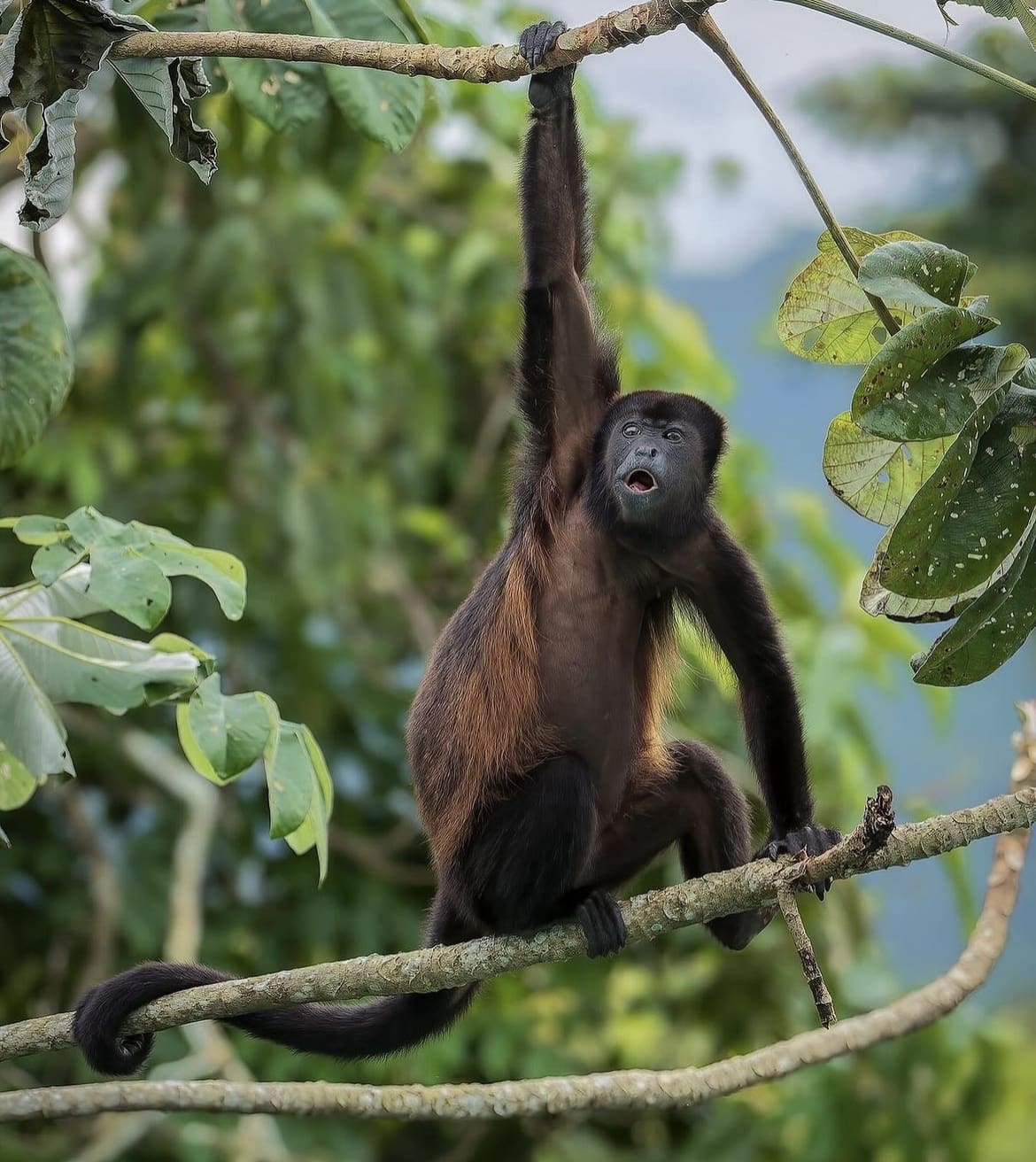 Howler monkey swinging in the trees