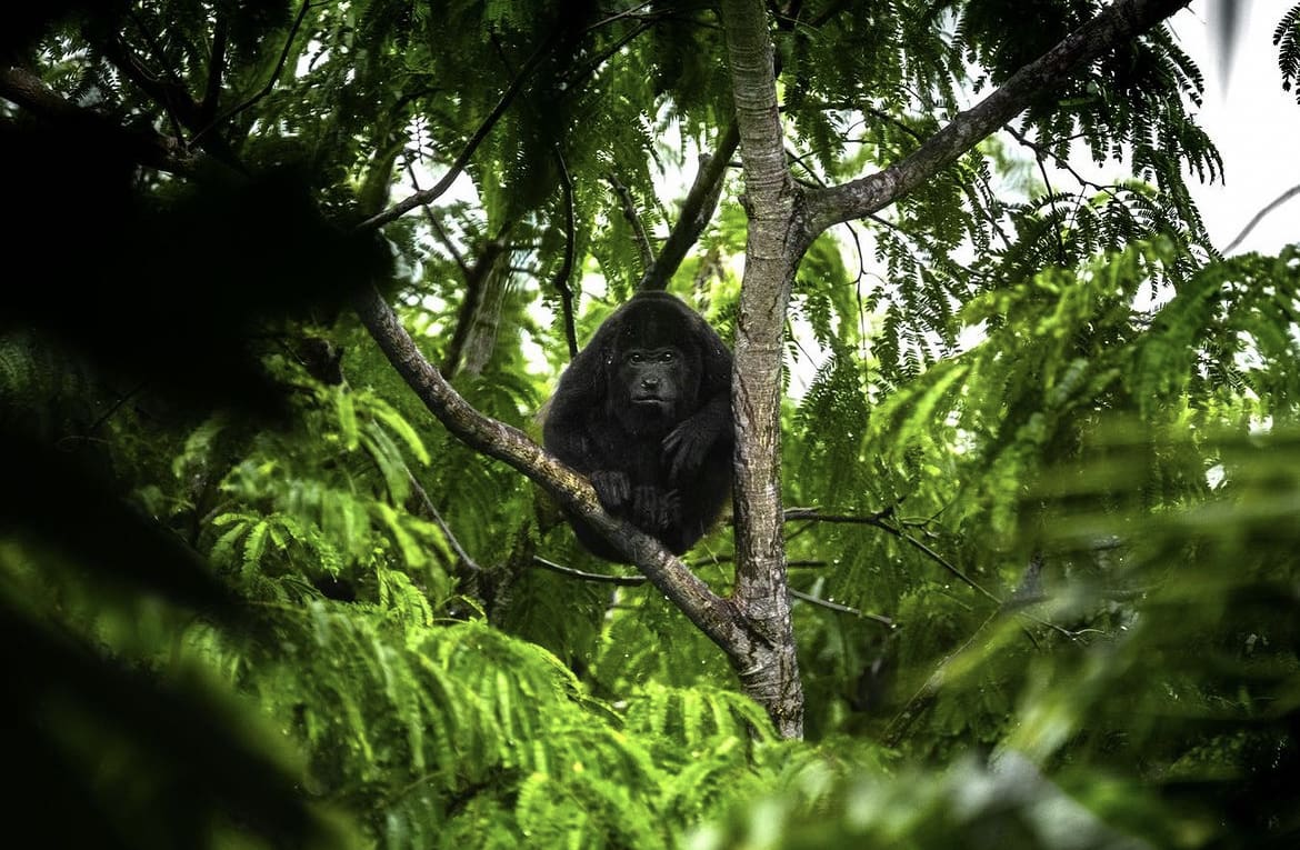 Large primate in a tree in the Costa Rican jungle