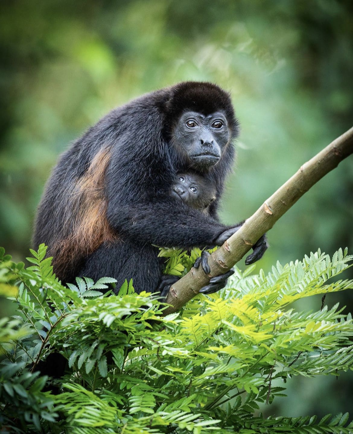 Wild primates in Costa Rica