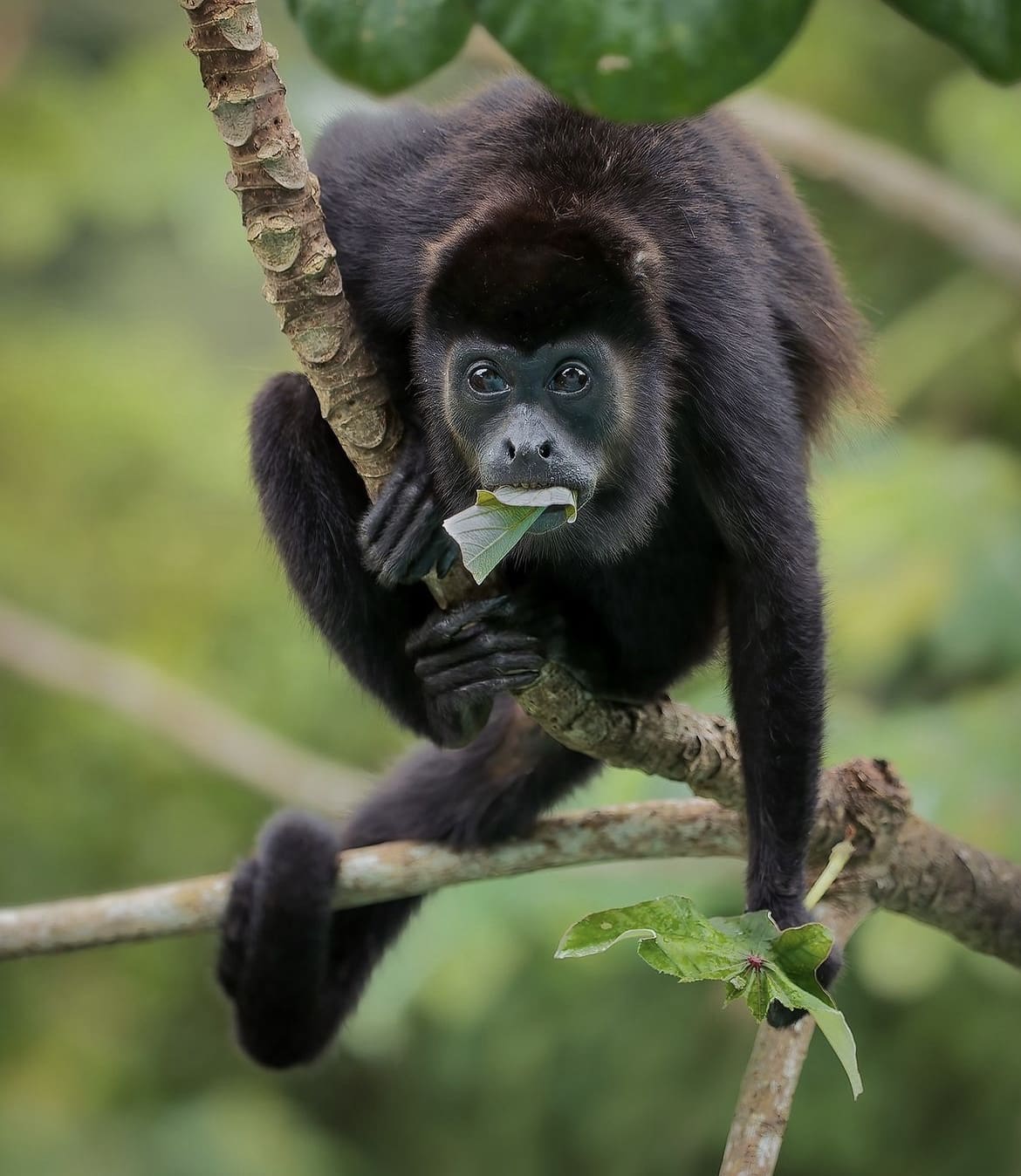 Mantled Howler Monkey munching on cecropia leaves