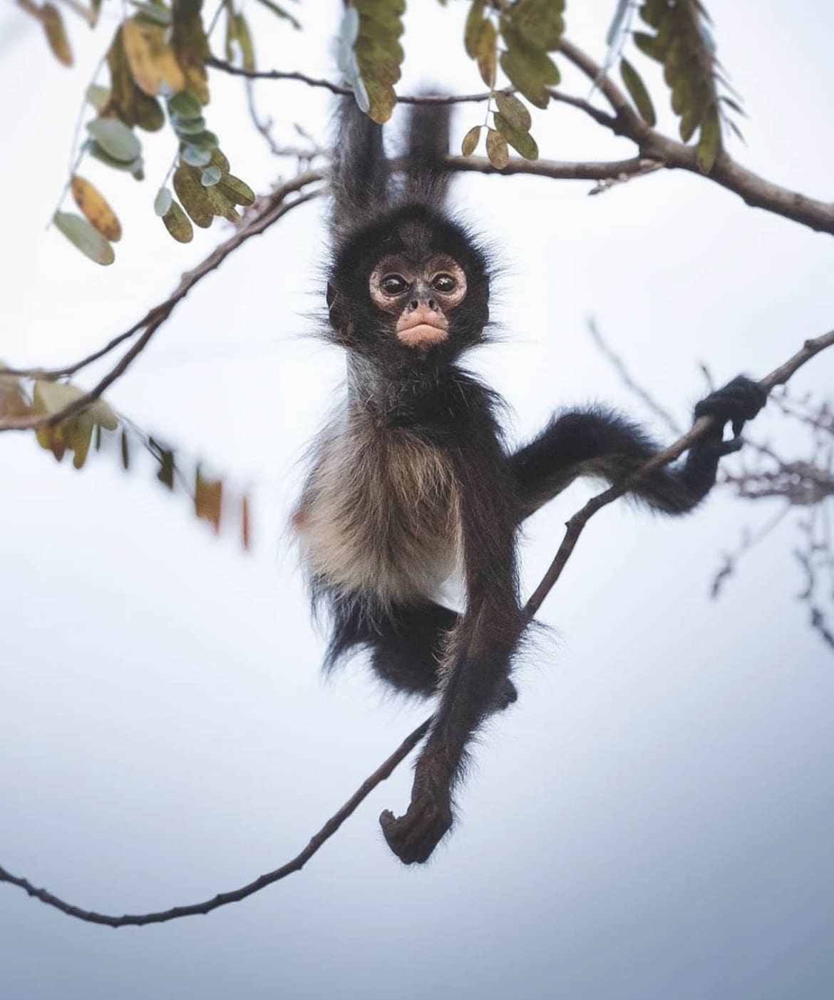 Baby spider monkey swinging in the trees