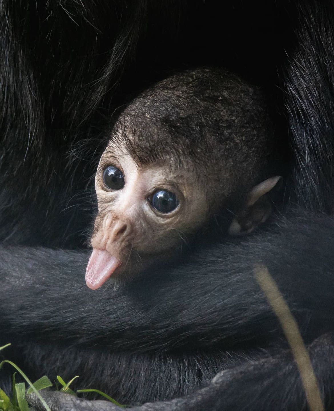 Cheeky monkey sticking its tongue out