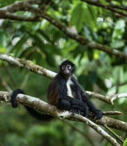 Get To Know The Spider Monkey - Facts, Myths and Photos | Wildest