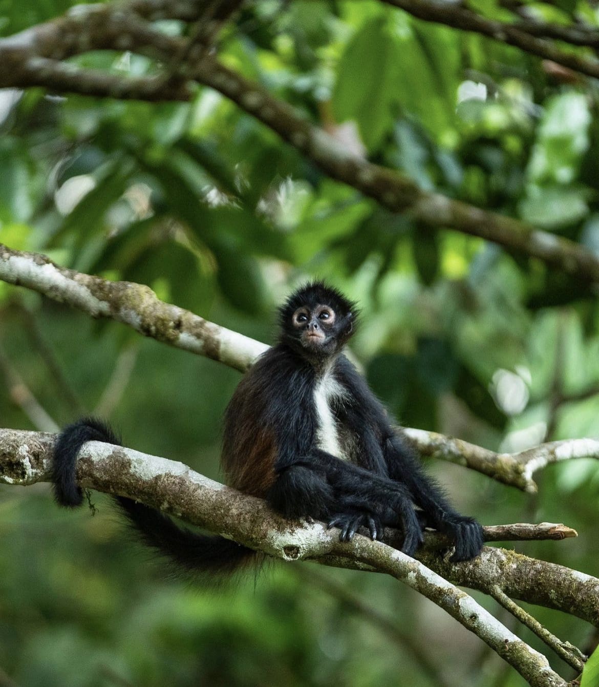 Baby primate in the Mexican rainforest