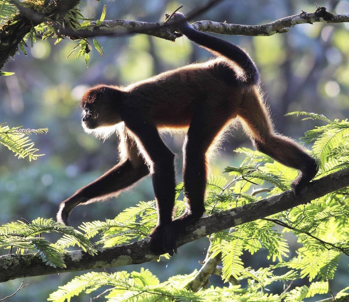 Ape silhouette in Costa Rica