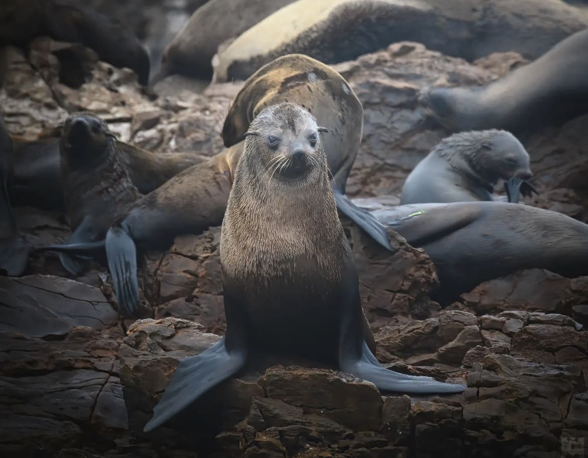 Cape Fur seal