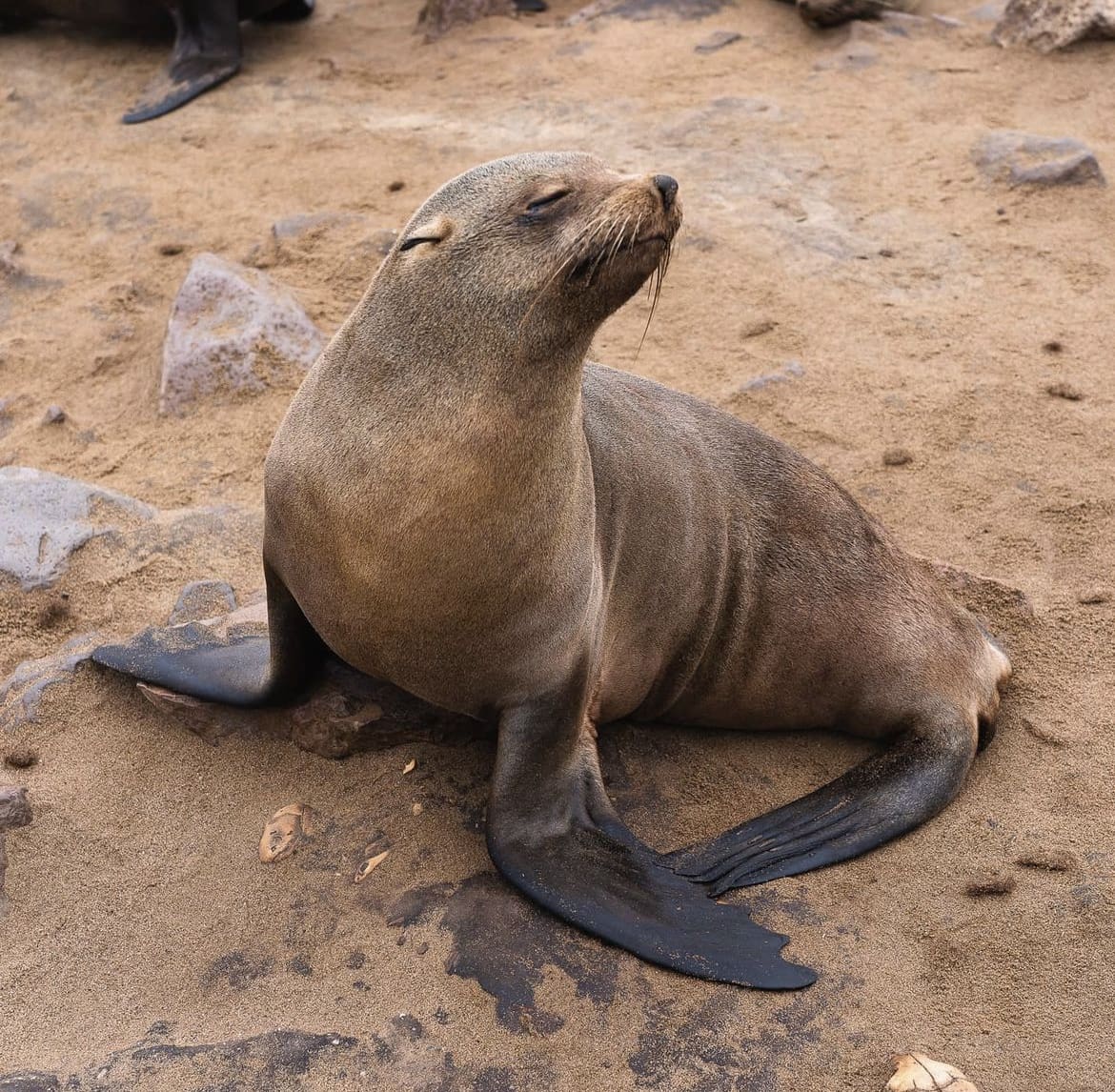 Cape fur seal posing