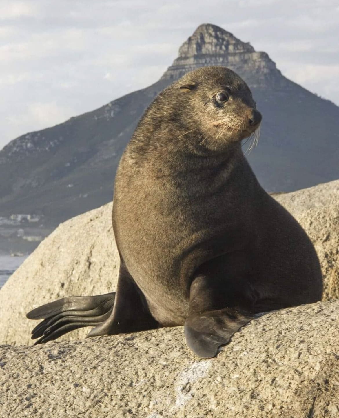 Cape Fur Seal in Cape Town, South Africa
