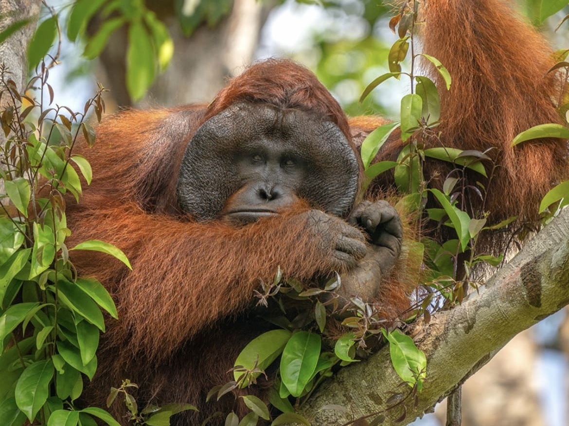 Great apes in Tanjung Puting National Park
