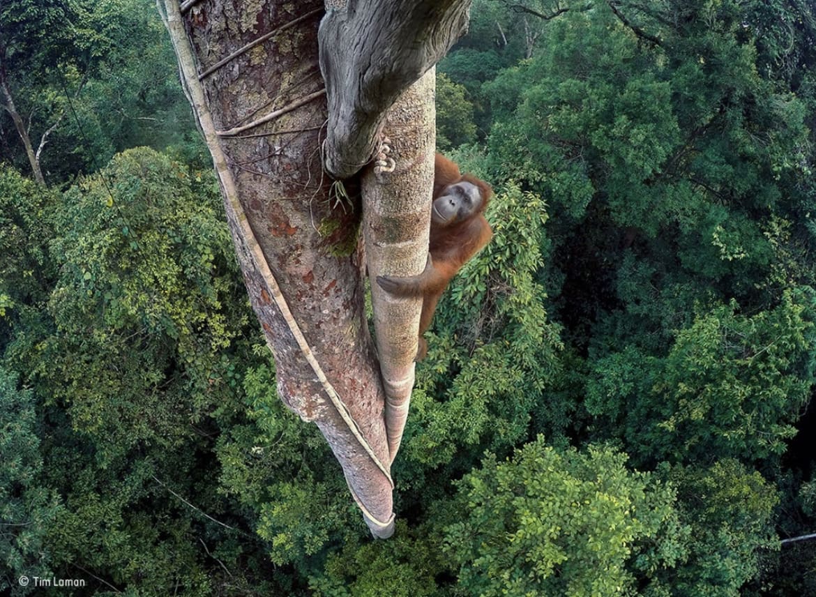 Birds eye view over the jungles of Borneo as primates climb high into the treetops
