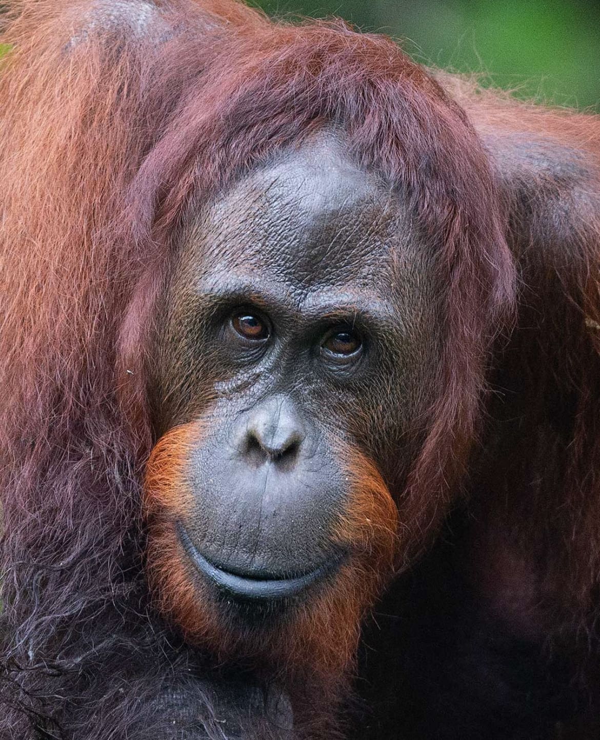 Flangeless male orangutan in Borneo