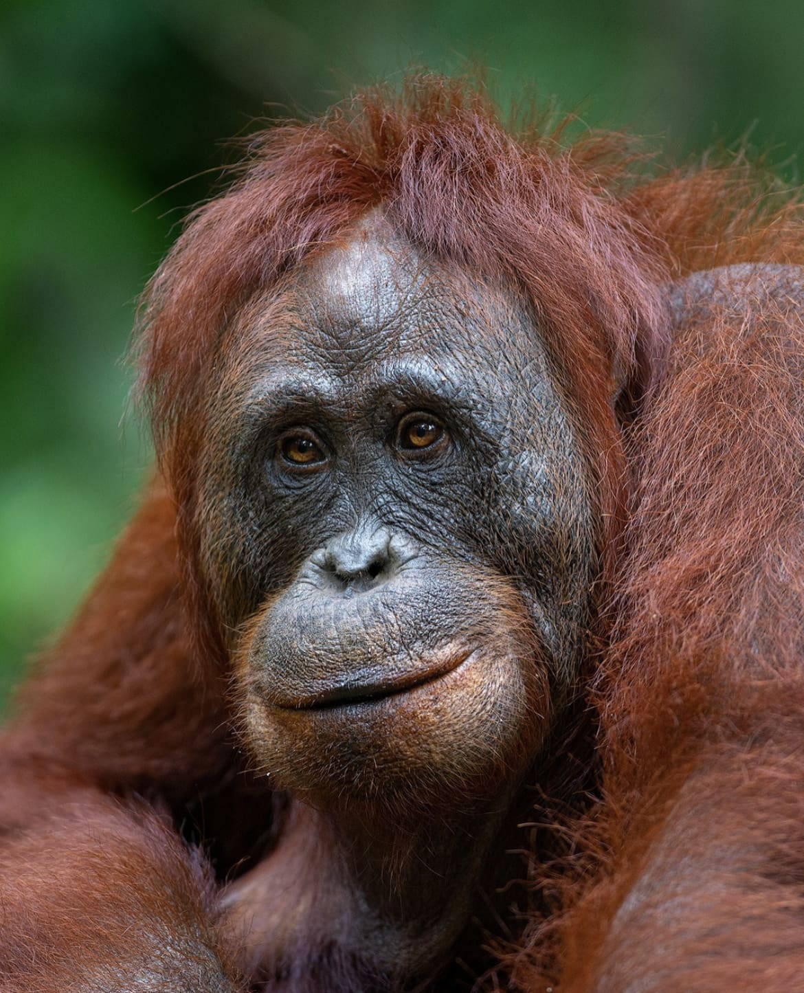 Female primate in Borneo