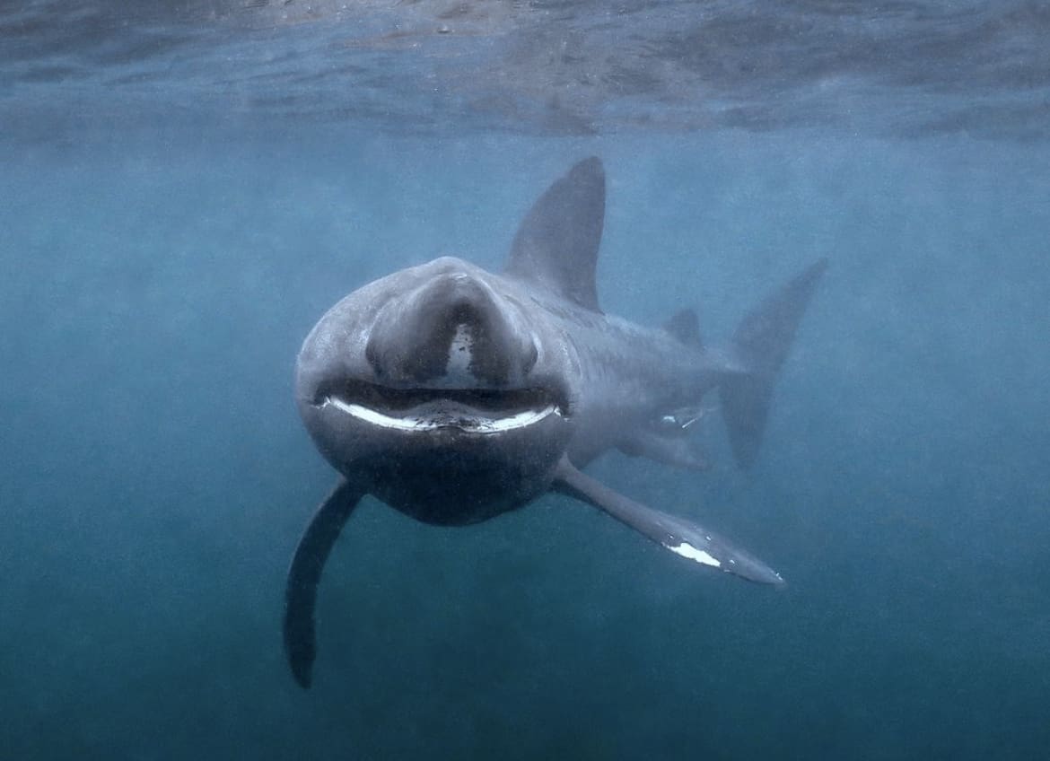 Basking shark swimming