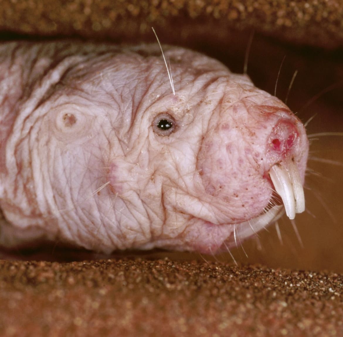 Naked Mole-Rat: The Underground Superhero