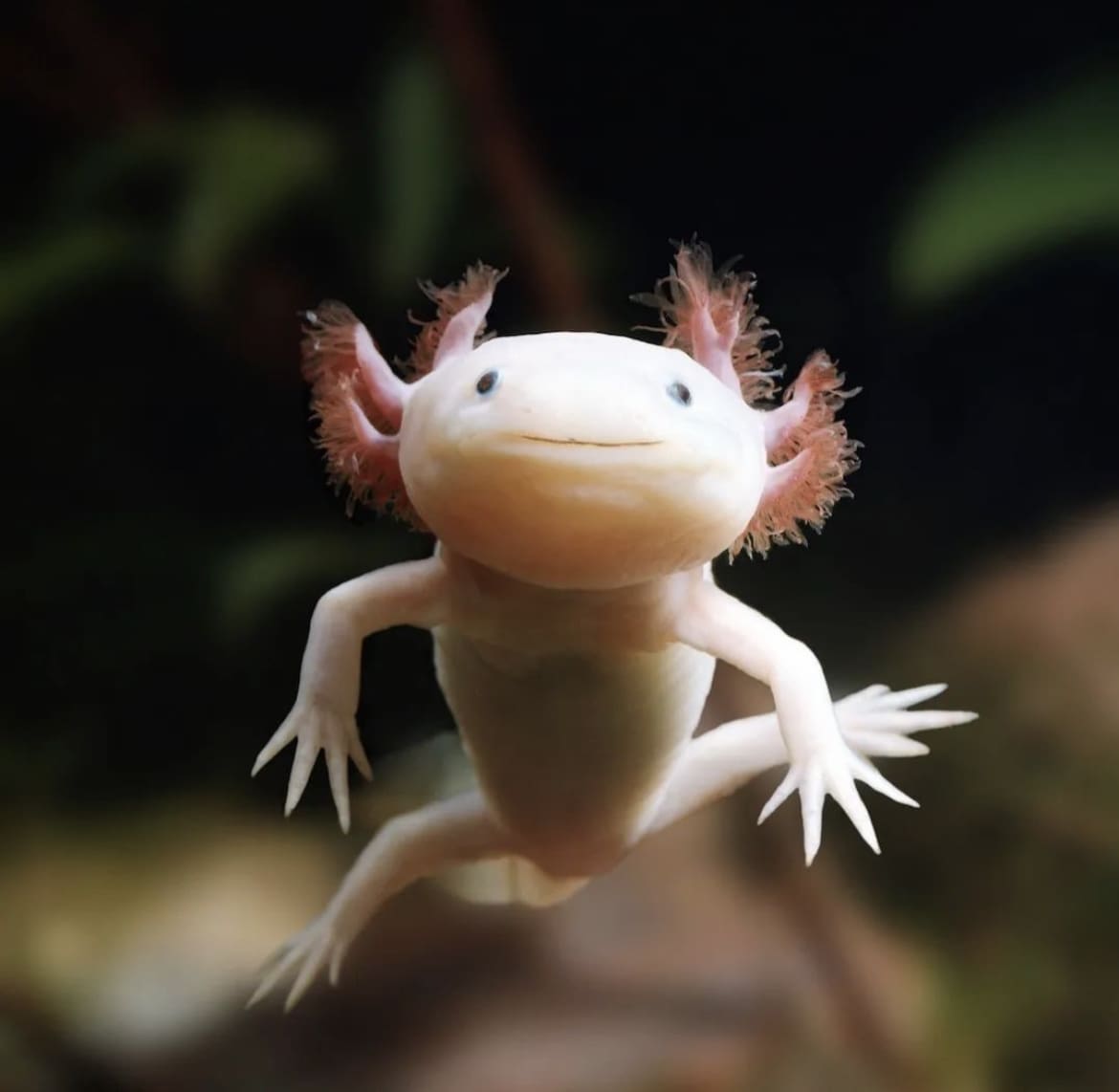 Axolotl: The Eternal Youth