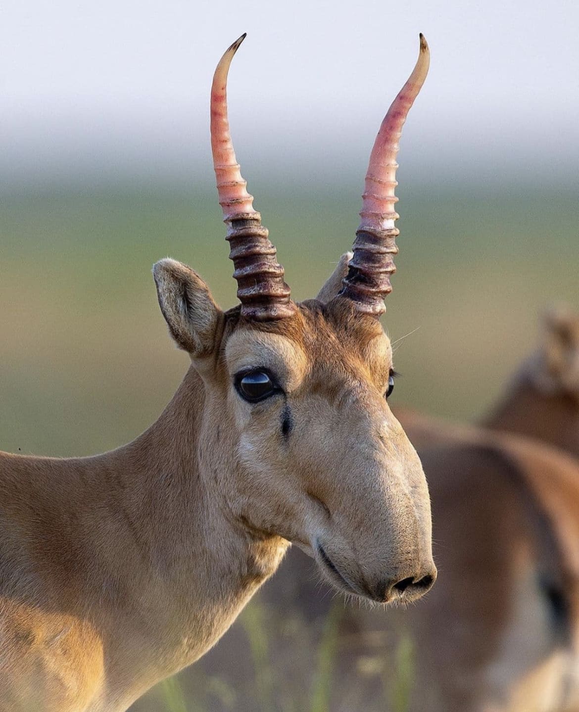 Saiga Antelope: The Snooty Survivor