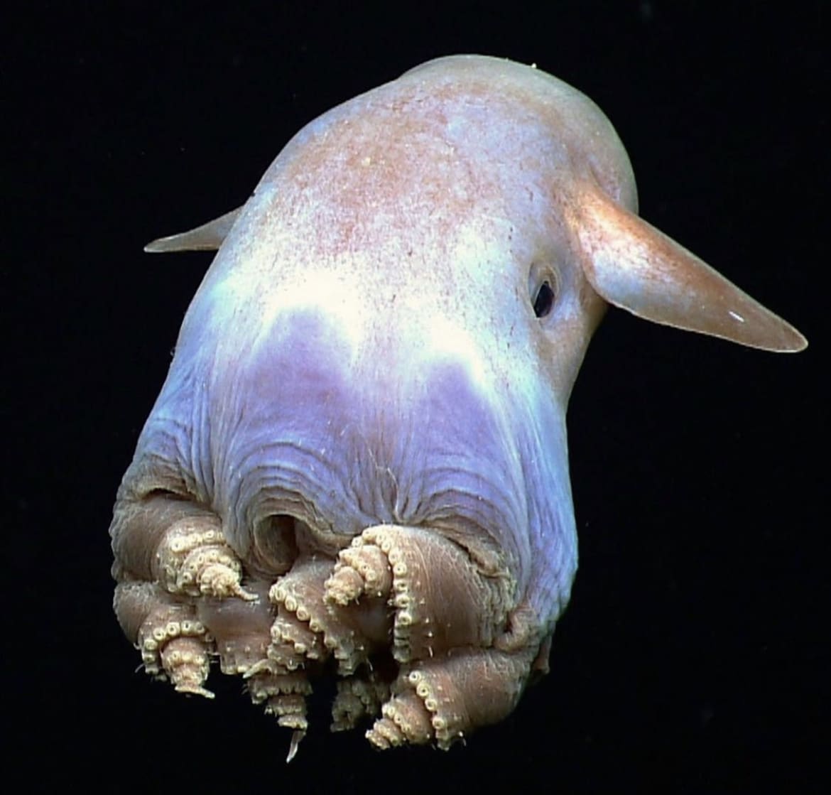 Dumbo Octopus: The Deep-Sea Darling - The 15 Weirdest Animals on Earth