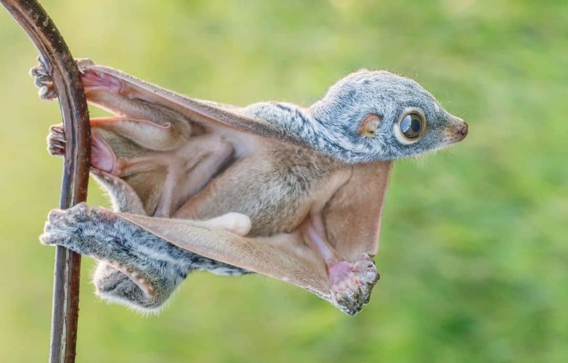Sunda Colugo (Flying Lemur): The Gliding Mystery - The 15 Weirdest Animals on Earth