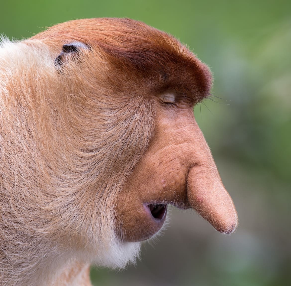 Proboscis Monkey: The Nose Knows - The 15 Weirdest Animals on Earth