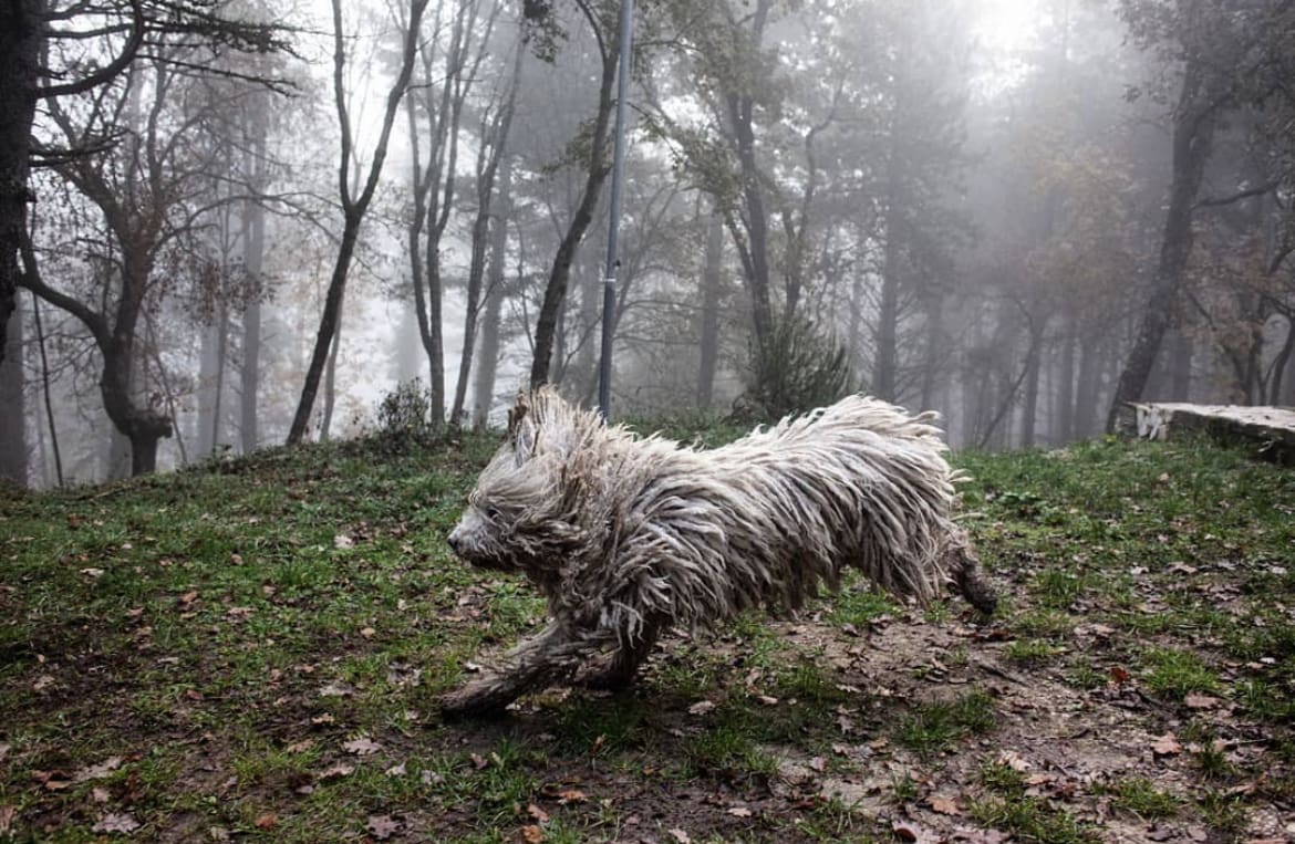 Komondor Dog: The Natural Mop