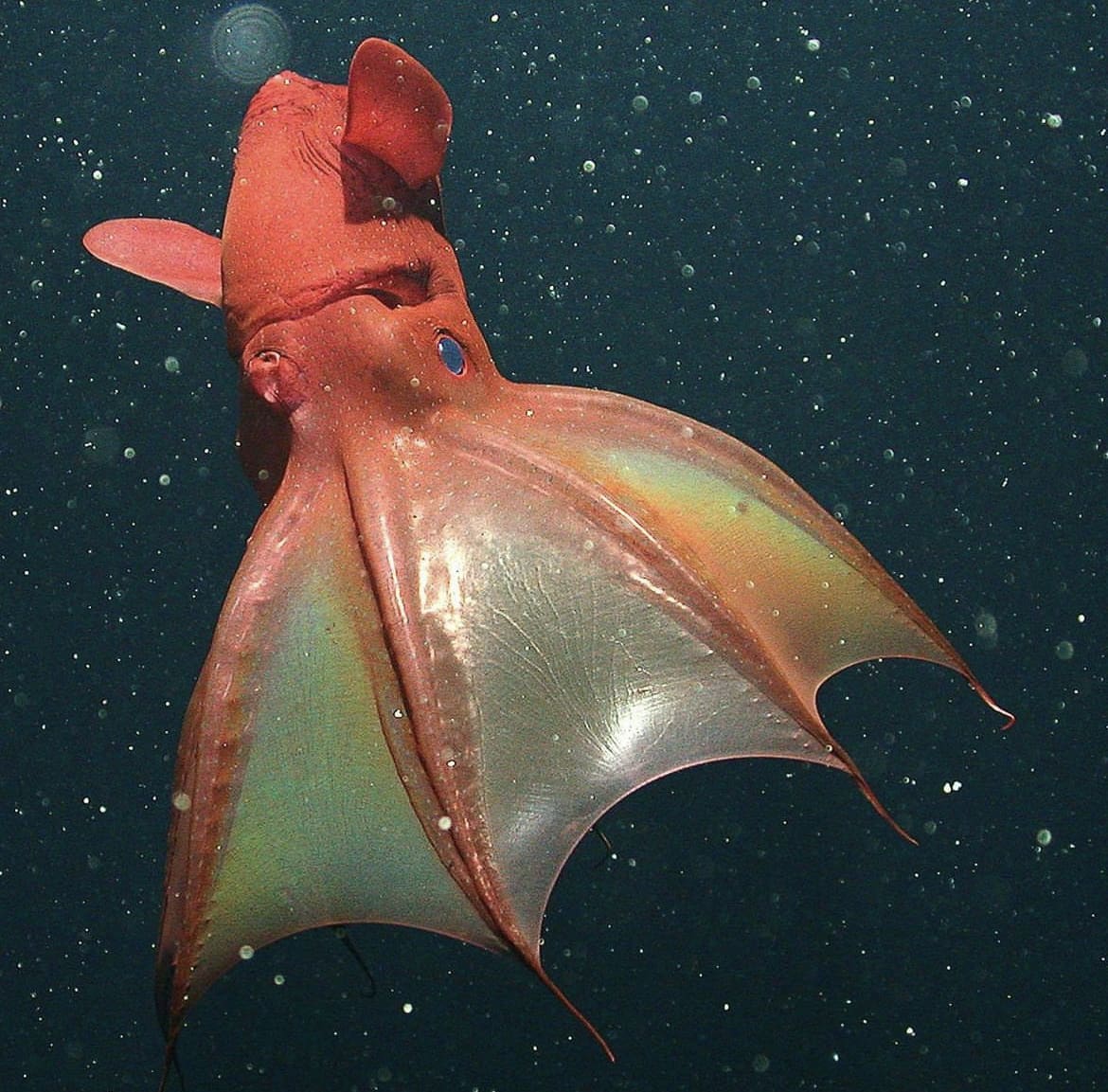 Vampire Squid: The Goth of the Deep Sea