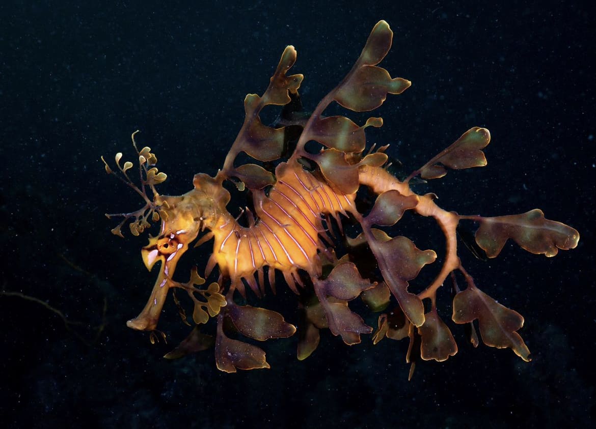 Leafy Seadragon: The Ocean's Camouflaged Dancer