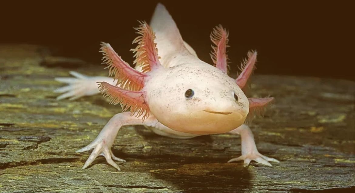 Axolotl: The Eternal Youth of Freshwater Caves