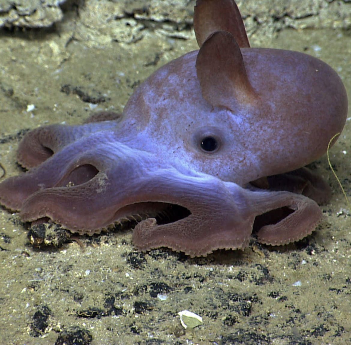 Dumbo Octopus: The Deep-Sea’s Endearing Acrobat