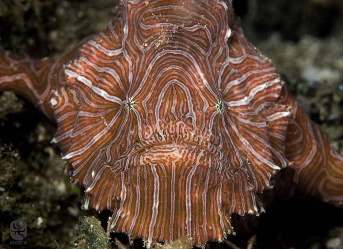 Psychedelic Frogfish: A Spectacle of Color and Camouflage