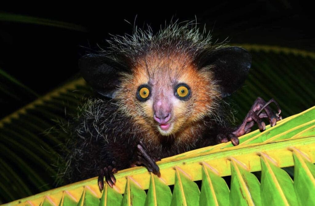 Get To Know The Aye-Aye - Facts, Myths and Photos | Wildest