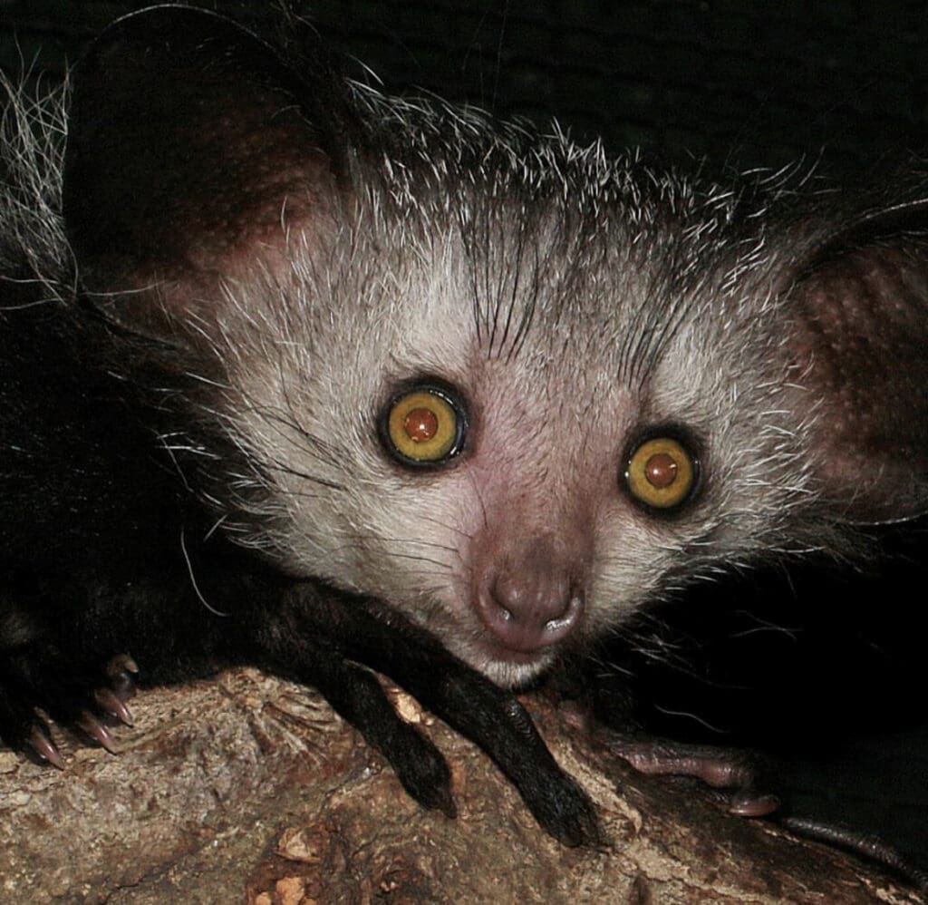 Get To Know The Aye-Aye - Facts, Myths and Photos | Wildest