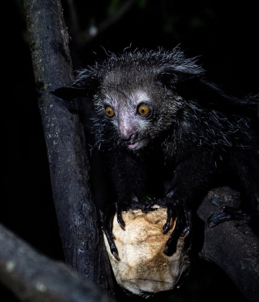 Get To Know The Aye-Aye - Facts, Myths and Photos | Wildest