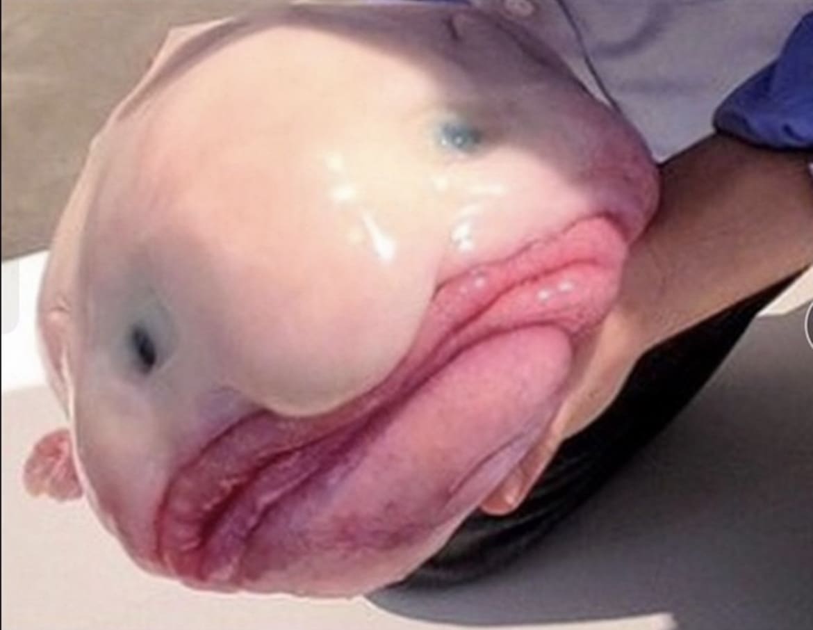 Blob fish face