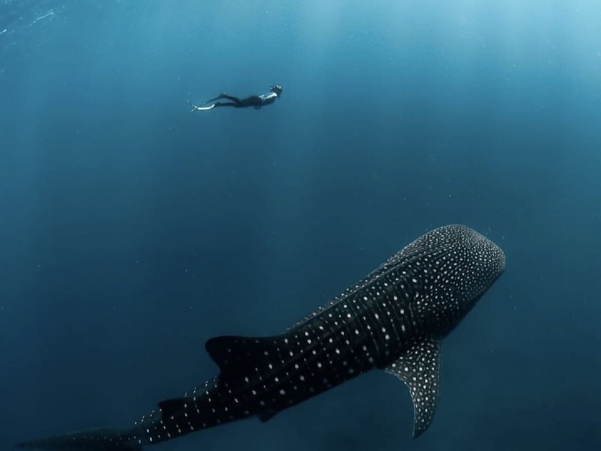 Diving with whale sharks in Australia