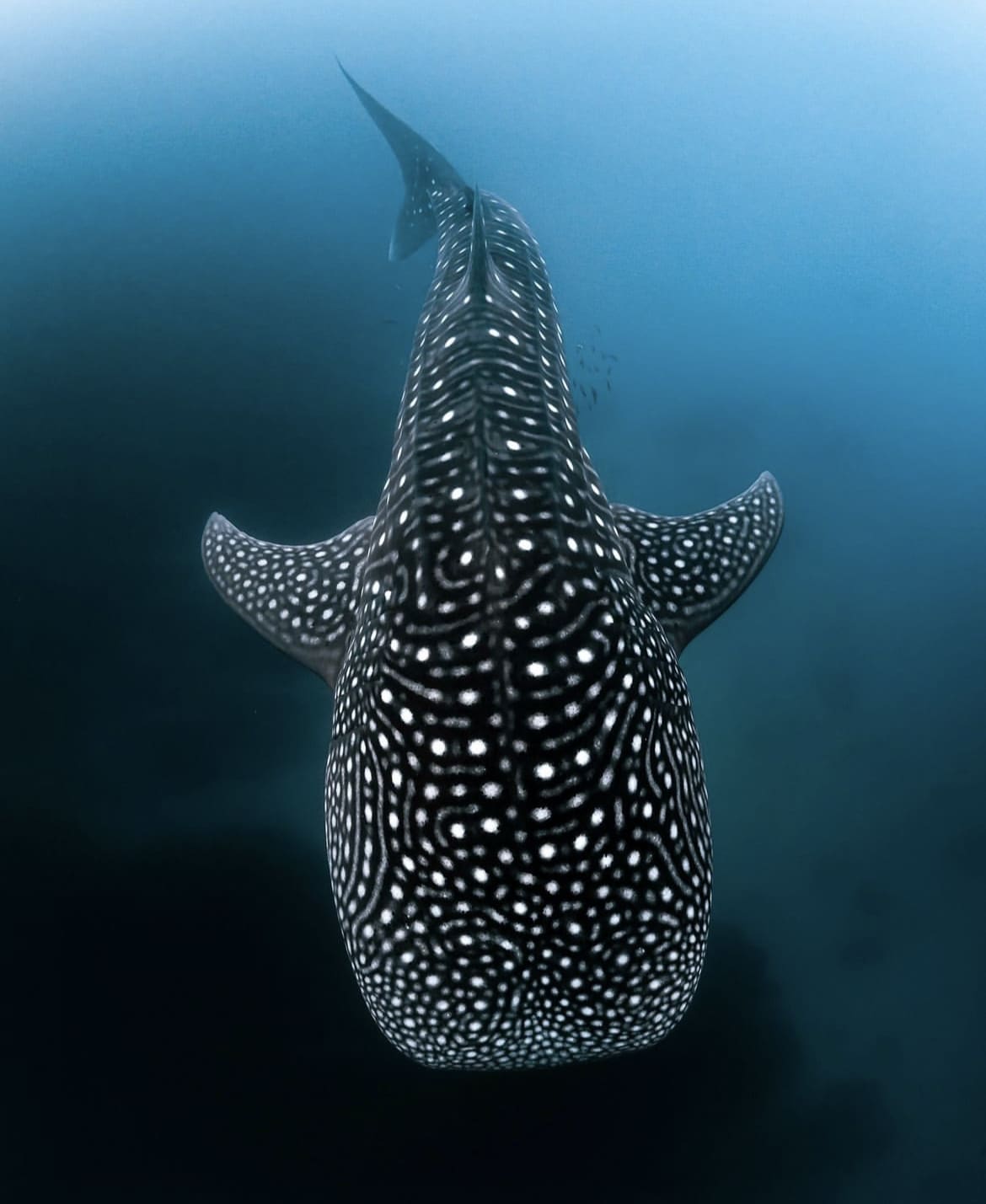 Whale shark closeup
