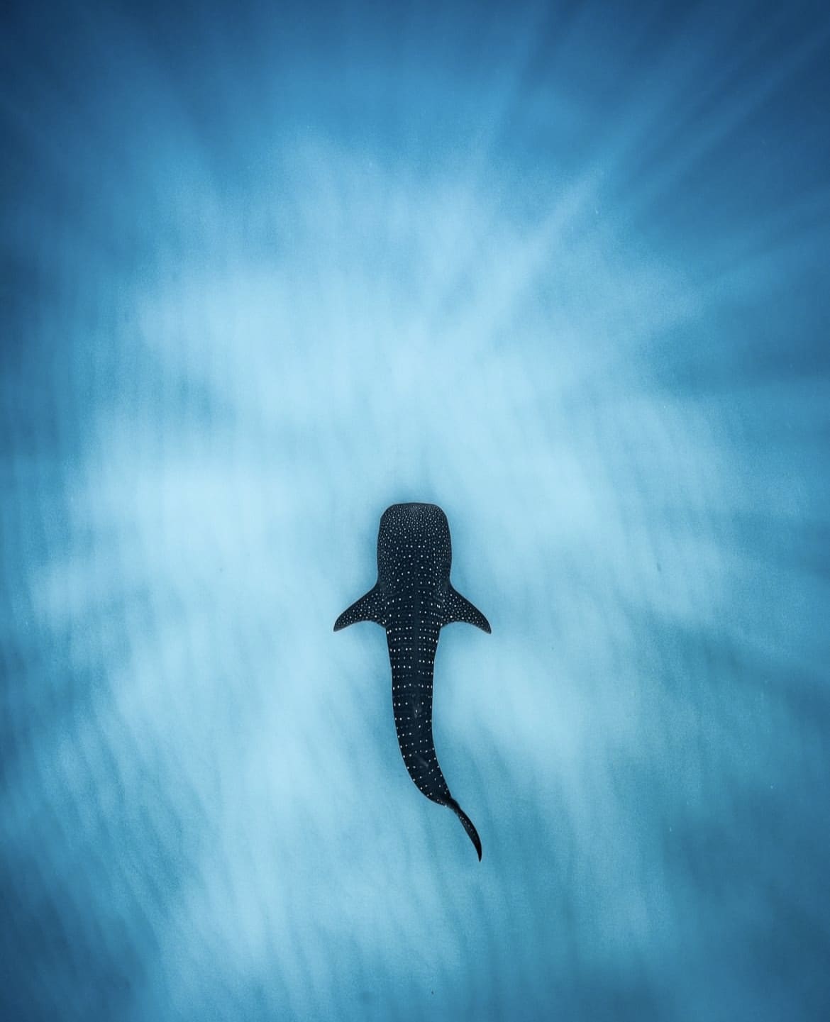 Shark swimming in the depths of the ningaloo reef