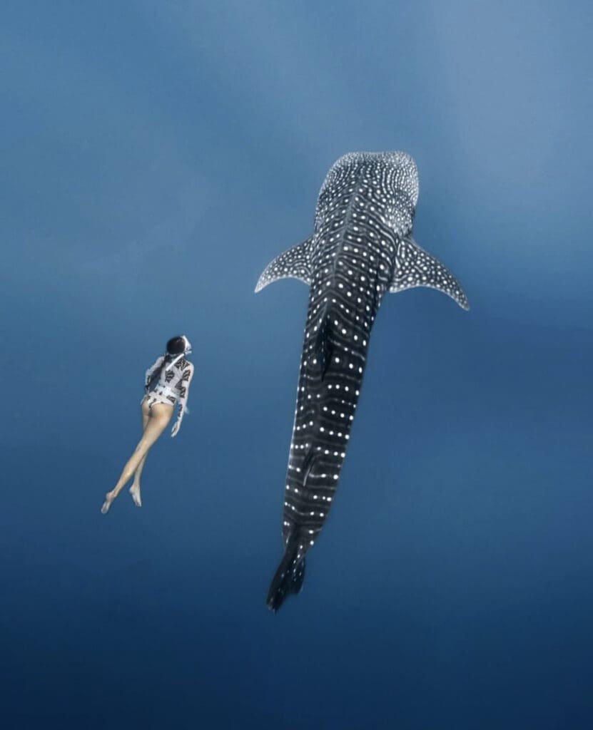 Get To Know The Whale Shark - Facts, Myths and Photos | Wildest