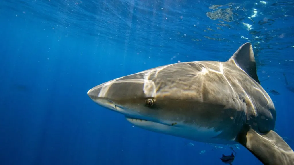 Bull sharks are most often found in shallow waters along tropical coastlines (file image)