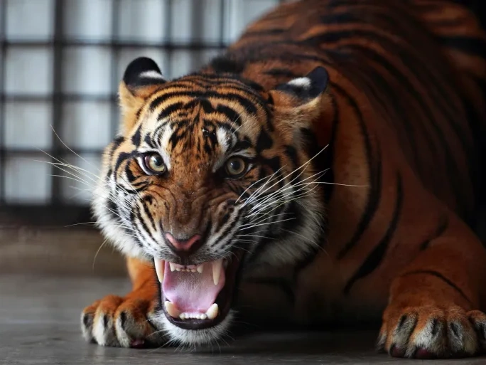 Hunting For The 'Extinct' Indonesian Tiger In Indonesia
