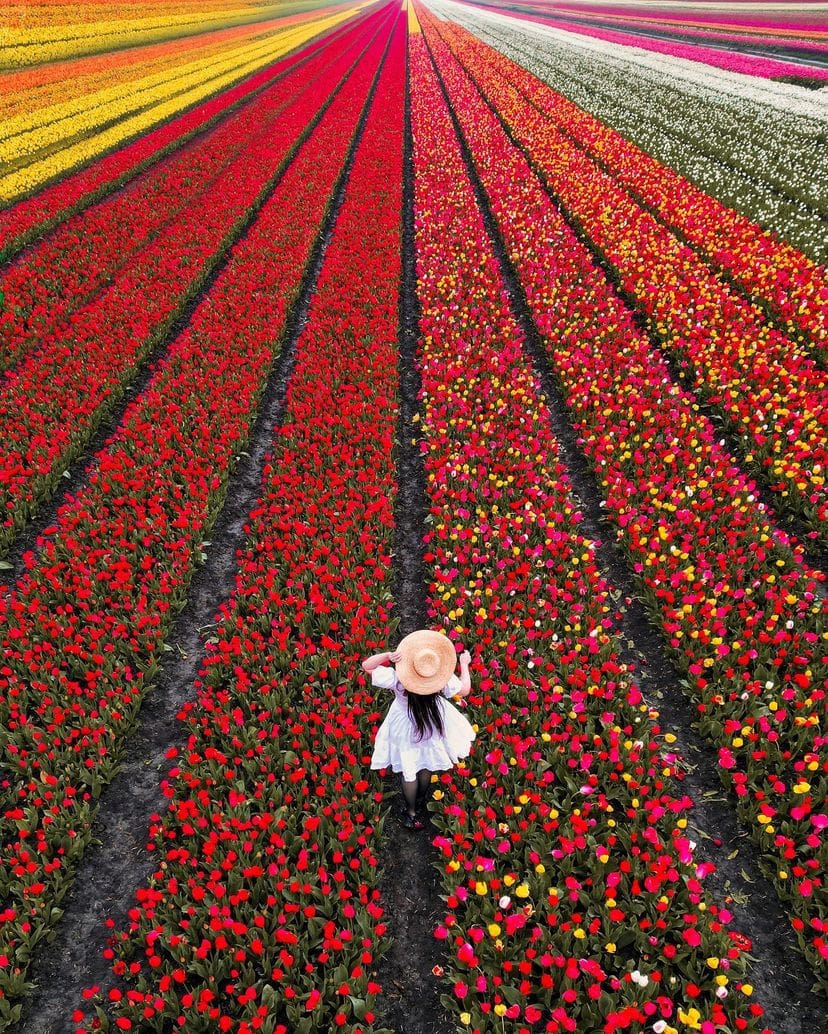 Tulip Fields in Lisse