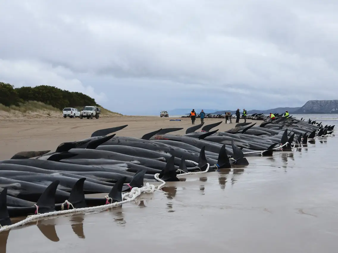 150 pilot whales stranded in Australia