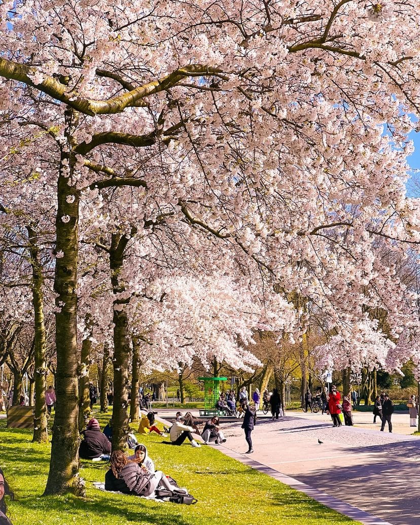 Cherry blossoms, Amsterdam