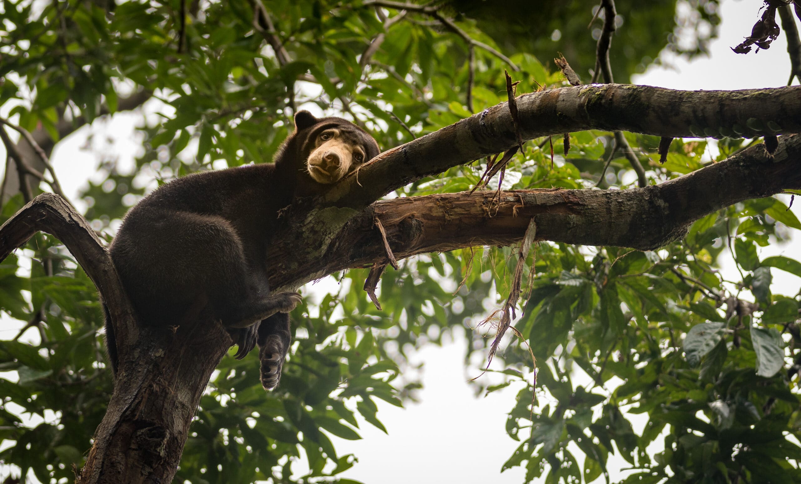 Malayan sun bear resting on a tree, with a tired and depressed look on its face. Sepilok, Borneo, Malaysia