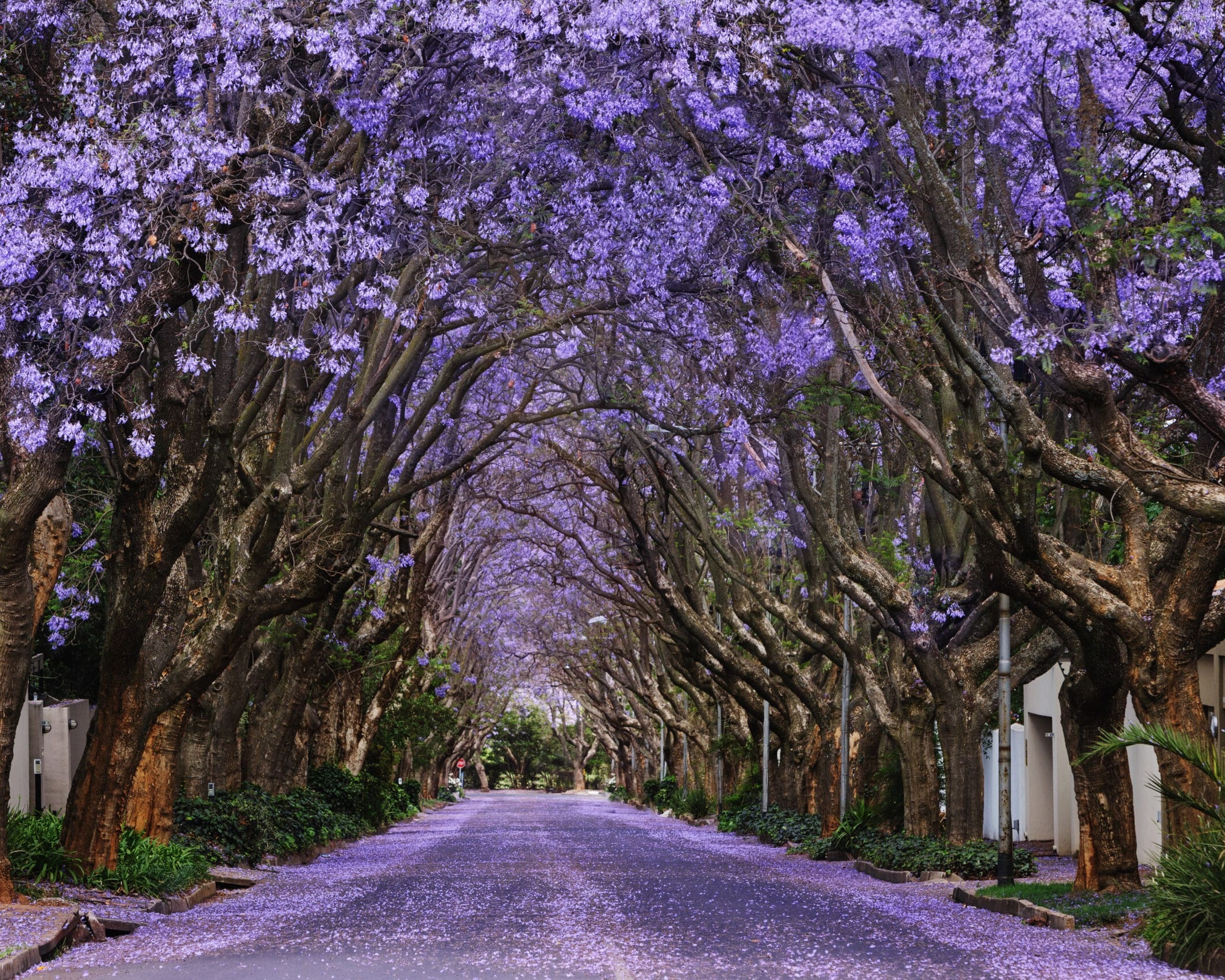 Jacaranda trees in Johannesburg