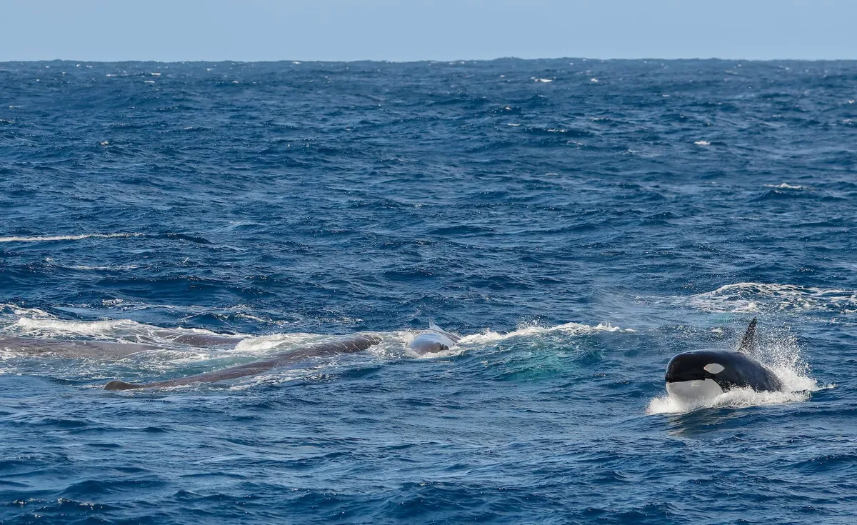 Orcas attack a pod of Sperm Whales