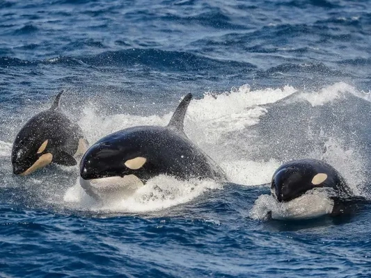 Sperm Whales Poo On Orcas In Self-Defence